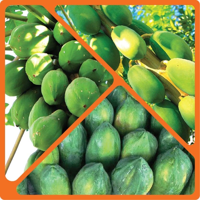 Whole green papayas