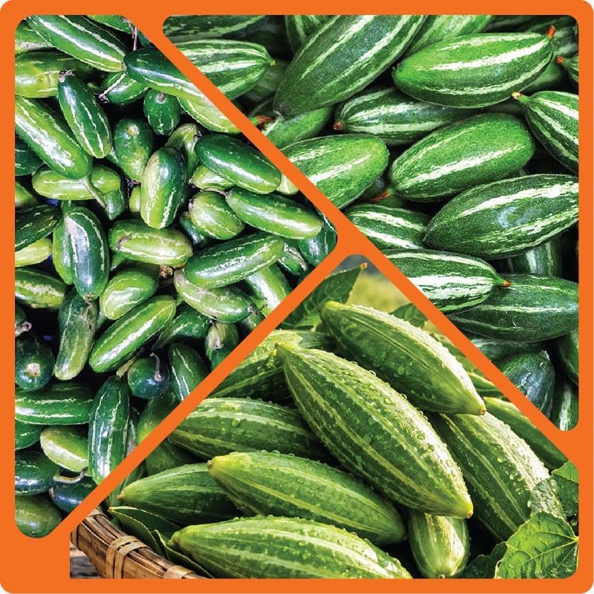 Fresh pointed gourds